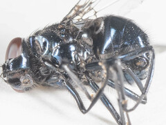 Neomyia