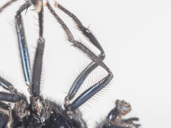 Neomyia