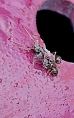Lasius