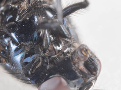Neomyia