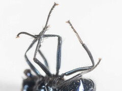 Neomyia