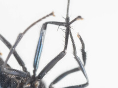 Neomyia