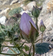 Eremalche rotundifolia