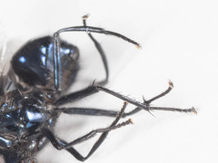 Neomyia
