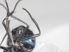Neomyia
