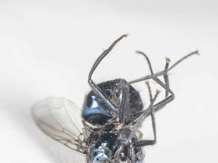 Neomyia