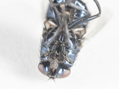 Neomyia
