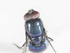 Neomyia