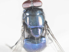 Neomyia
