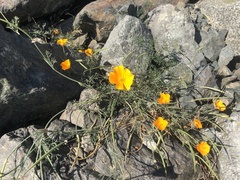 Eschscholzia californica