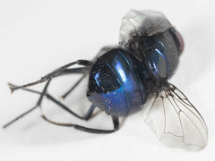 Neomyia