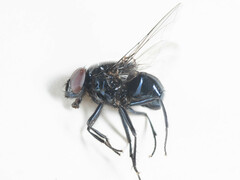 Neomyia