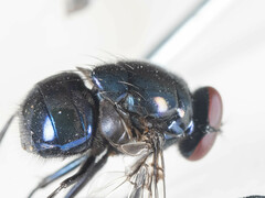 Neomyia