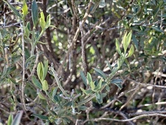 Menodora scabra