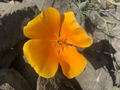 Eschscholzia californica