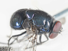 Neomyia