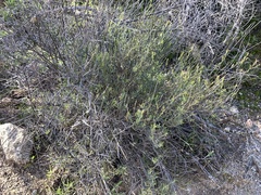 Menodora scabra