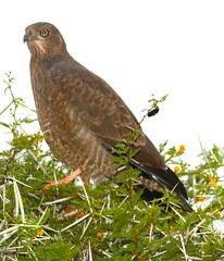 Melierax canorus canorus