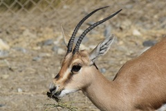 Gazella leptoceros