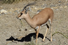 Gazella leptoceros