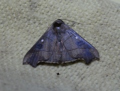 Oxygonitis sericeoides