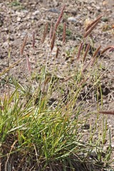 Elymus virginicus virginicus