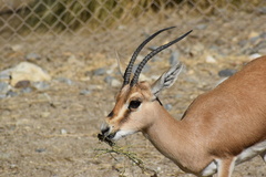 Gazella leptoceros