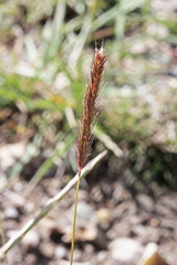 Elymus virginicus virginicus