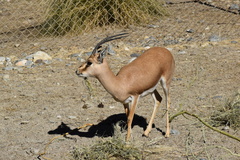 Gazella leptoceros