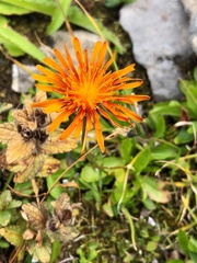 Crepis aurea