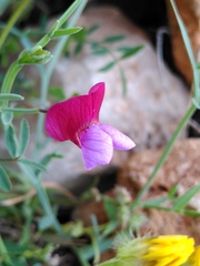 Lathyrus clymenum