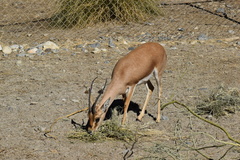 Gazella leptoceros