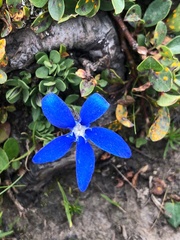 Gentiana brachyphylla brachyphylla