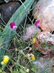 Lathyrus clymenum