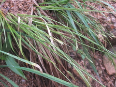 Carex pisiformis