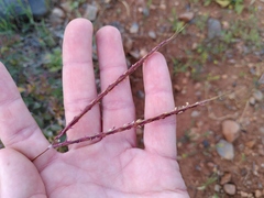 Andropogon distachyos