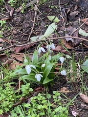 Galanthus woronowii