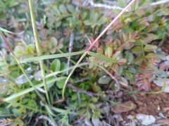 Andropogon distachyos