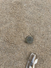 Psammechinus miliaris