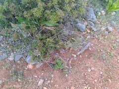 Andropogon distachyos