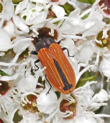 Castiarina erythroptera