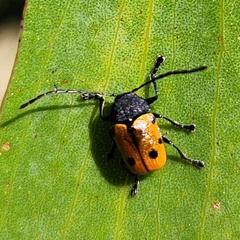 Cadmus litigiosus