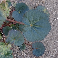 Eremalche rotundifolia