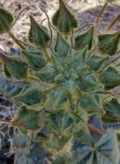 Eremalche rotundifolia