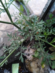 Ammi majus