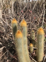 Micranthocereus auriazureus