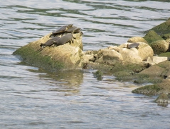 Apalone mutica mutica