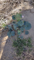 Eremalche rotundifolia