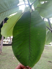 Magnolia dealbata