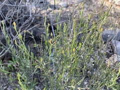 Menodora scabra